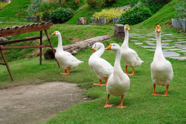 A group of white goose in garden.