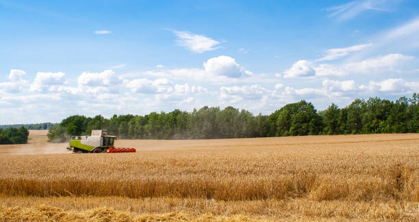 istock Combine harvester harvests ripe wheat in field 1268248853