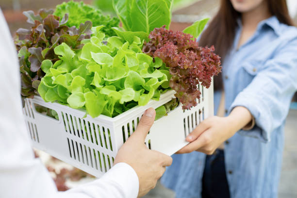 istock Manufacturers send baskets organic vegetables for consumers. 1268249983