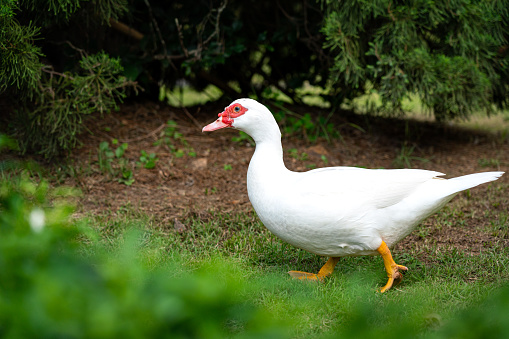 A fatty cute white duck is walking in the nature environment. Animal portrait photo.