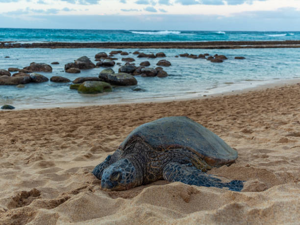 istock Big turtle on the beach. Maui. Hawaii 1268252161