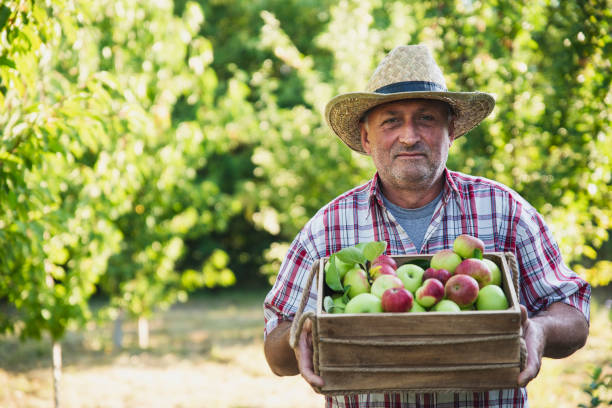istock Senior Man With Basket Full Of Apples 1268252270