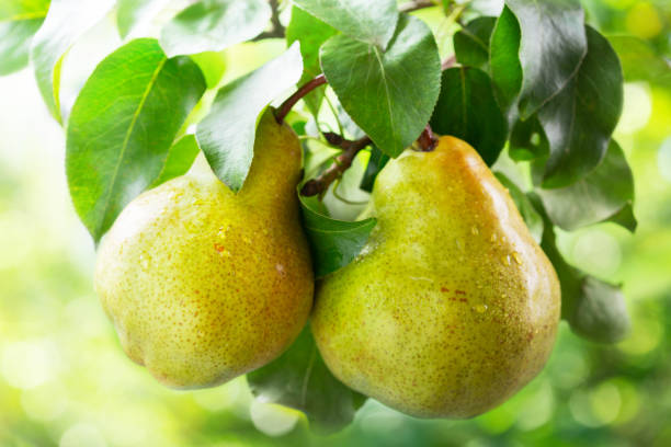 istock fresh ripe pears on a tree in a garden 1268252369