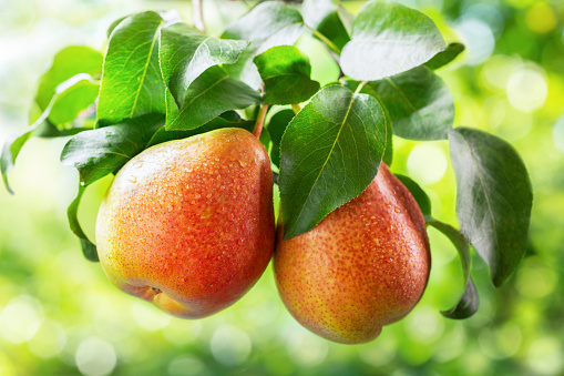 fresh ripe pears on a tree in a garden on green background