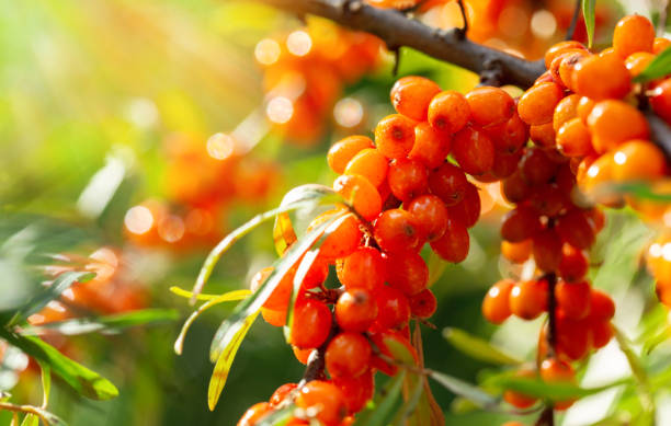 ramo de frutos maduros do mar espinheiro - sea buckthorn - fotografias e filmes do acervo