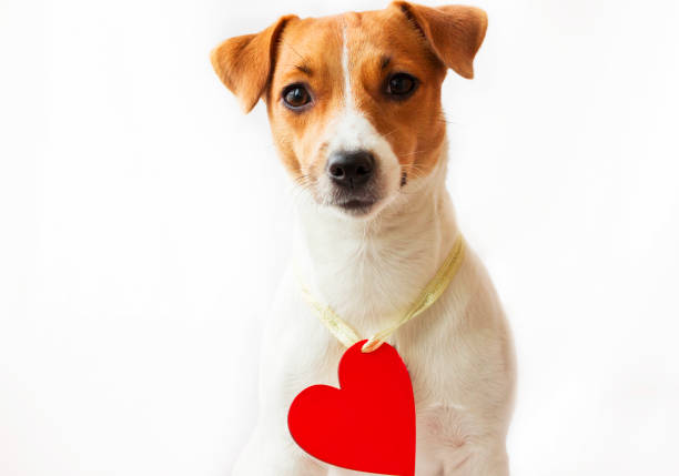istock Jack Russell dog breed with red heart on white background 1268252428