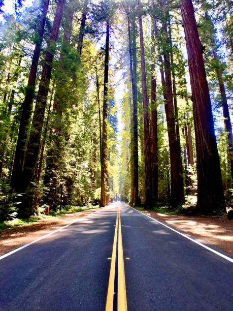 istock double yellow lines - giant redwood lined road 1268252488