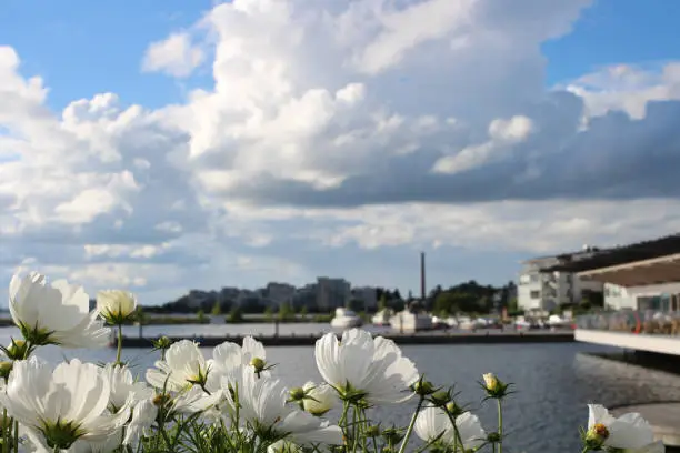 Flowers of kosmea (lat. Cosmos) on the background of the pier on the shore of lake Vesiyarvi in the city of Lahti. Finland.