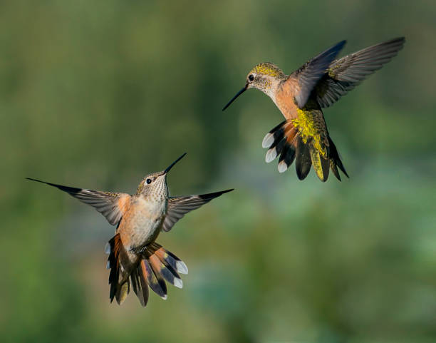 istock Hummingbirds Ready To Hug 1268253867