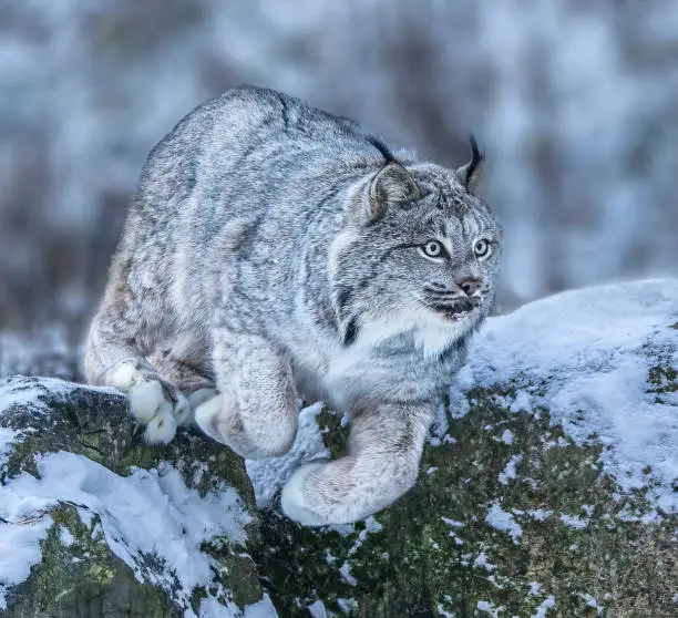 Photo of Leaping Lynx