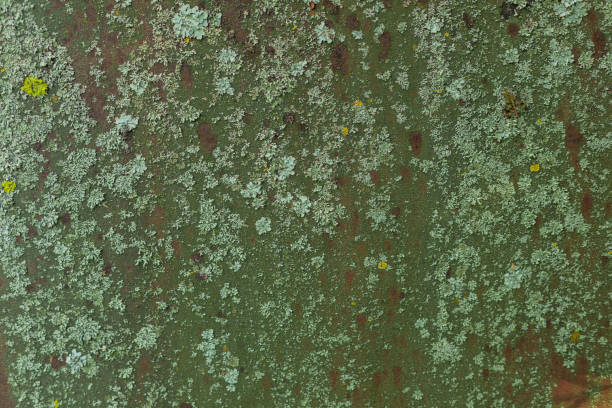 Green moss on a rusty surface. Mold on the iron. Photophone, texture.