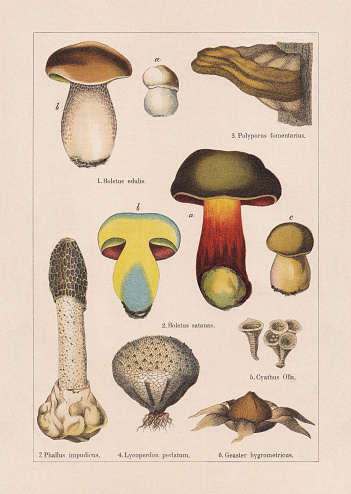 Fungi: 1) Cep (Boletus edulis); 2) Satan's bolete (Rubroboletus satanas, or Boletus satanas); 3) Tinder fungus (Fomes fomentarius, or Polyporus fomentarius); 4) Puffball (Lycoperdon perlatum); 5) Cyathus olla; 6) Hygroscopic earthstar (Astraeus hygrometricus, or Geaster hygrometricus); 7) Stinkhorn (Phallus impudicus). Chromolithograph, published in 1895.
