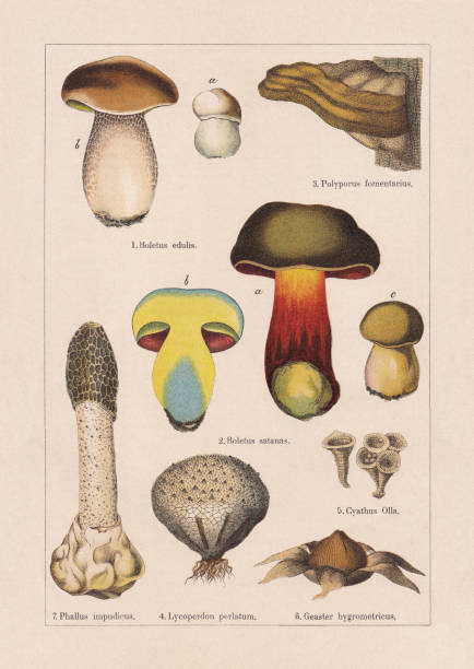 Fungi, chromolithograph, published in 1895 Fungi: 1) Cep (Boletus edulis); 2) Satan's bolete (Rubroboletus satanas, or Boletus satanas); 3) Tinder fungus (Fomes fomentarius, or Polyporus fomentarius); 4) Puffball (Lycoperdon perlatum); 5) Cyathus olla; 6) Hygroscopic earthstar (Astraeus hygrometricus, or Geaster hygrometricus); 7) Stinkhorn (Phallus impudicus). Chromolithograph, published in 1895. peppery bolete stock illustrations