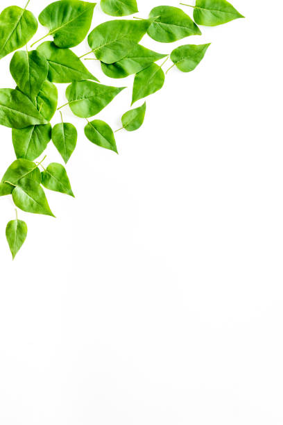 istock Natura layout of green tree leaves, concept, top view, flat lay 1268256887