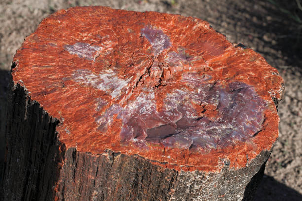 Petrified Forest National Park Fossil of trees petrified wood stock pictures, royalty-free photos & images