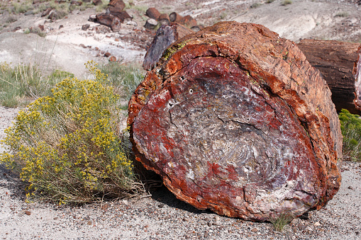 Fossil of trees