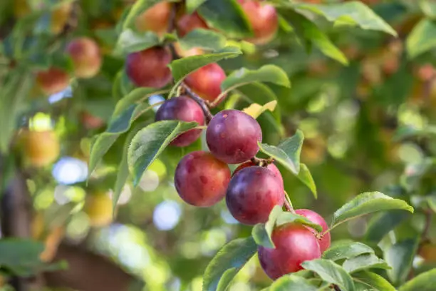 Photo of Branch with ripe cherry plums.