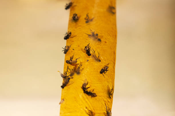 istock fly stick,tape flycatcher close up 1268259777