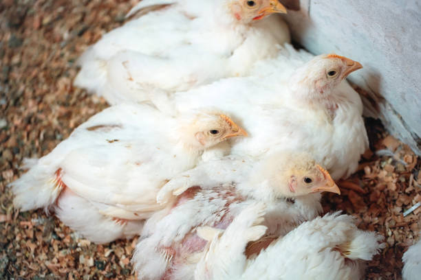 istock White broiler Chicken at the poultry farm. 1268260555