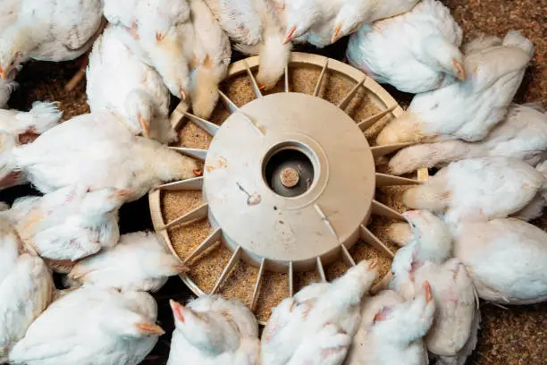 Photo of White broiler Chicken at the poultry farm.