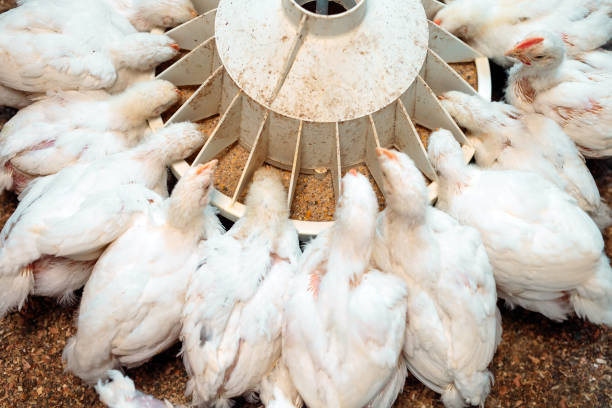 istock White broiler Chicken at the poultry farm. 1268260648