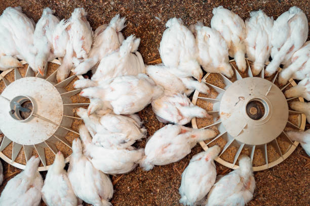 istock White broiler Chicken at the poultry farm. 1268260661