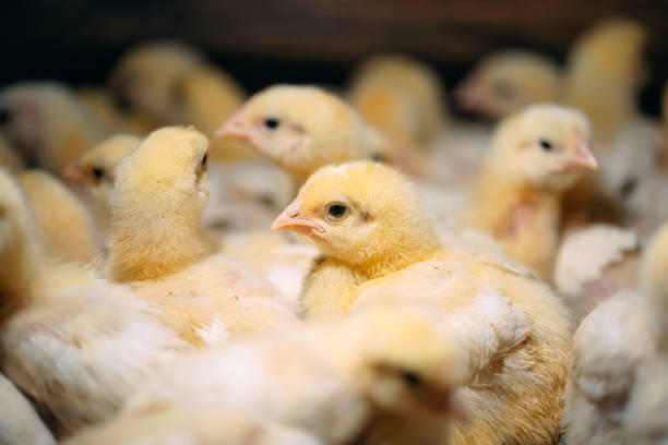 istock Broiler Chicken Chicks at the poultry farm. 1268260763