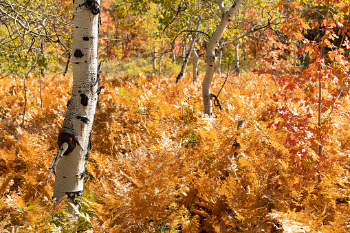 Par City, Utah, USA fall foliage with ferns and birch trees.