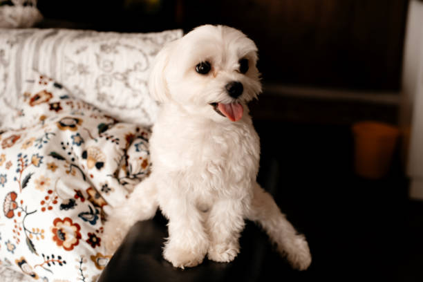 istock White little puppy is sitting on the couch. 1268261825
