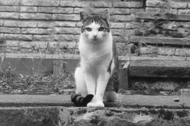 istock A cat in black and white 1268262141