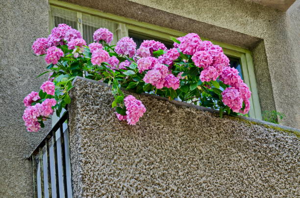 Background of multiple rose hydrangea plant or hortensia flower in balcony, Sofia, Bulgaria