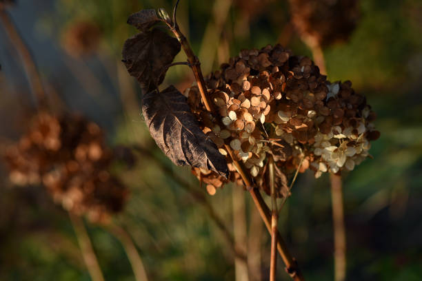 istock Autumn hydrangea flower. Faded hydrangea flower in the garden. Hydrangea macrophylla; Hortensia. 1268264807