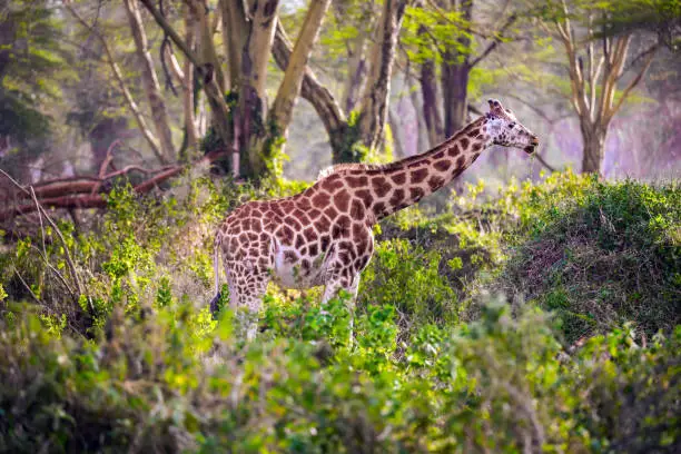 Travel to the Horn of Africa. The large picturesque giraffe grazes among the thickets of desert acacia. Kenia. African savannah on the shores of Lake Nakuru