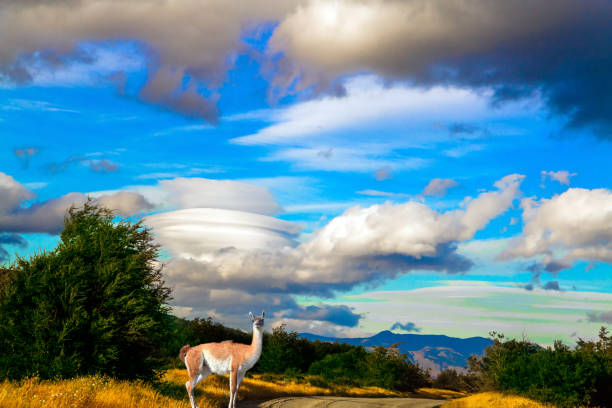 The amazing park of Torres del Paine - Biosphere Reserve. Guanaco is a wild humpbacked camel that lives in South America. Extreme travel to Patagonia. The concept of photo tourism