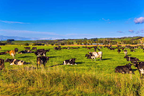istock Large herd of groomed cows grazes 1268266002