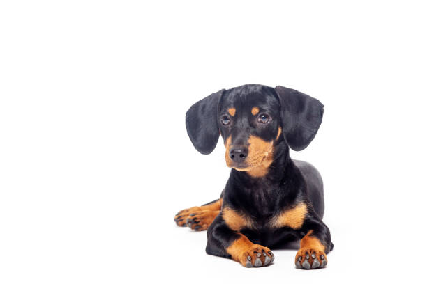 istock puppy teckel dachshound dog, black and tan, isolated on white background 1268266323