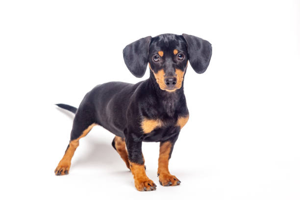 istock puppy teckel dachshound dog, black and tan, isolated on white background 1268266332