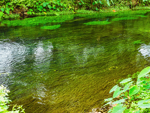 Clear river with natural light from the tropical rainforest