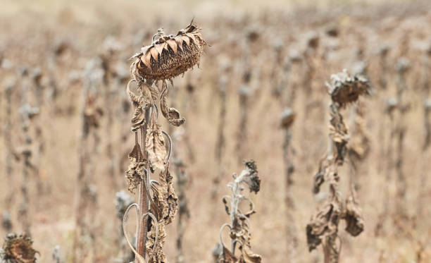 istock Field of withered sunflowers, natural disaster concept. 1268268554