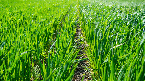 istock Regenerative Agriculture, Holistic Management, farming problem concept. Green wheat field background, grasslands 1268268784