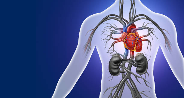 심장 해부학 - left ventricle 뉴스 사진 이미지