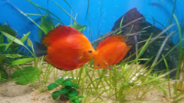 istock red melon discus fish in planted aquarium 1268269147