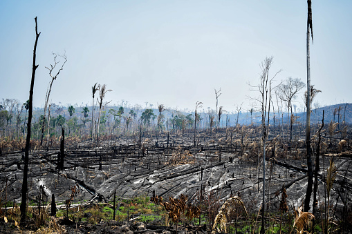 Photo used to burn the forest and transoform in pasture for cattle breeding