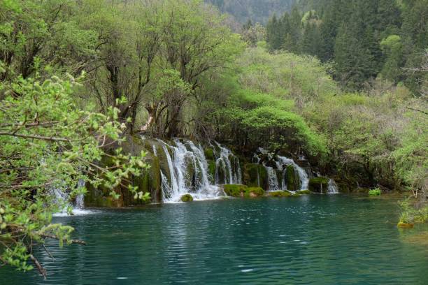 piccola cascata nella valle di jiuzhaigou sichuan cina. - waterfall woods green river foto e immagini stock