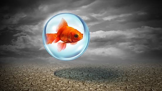 Security concept and insurance idea as a goldfish protected inside a water shield with 3D illustration elements.