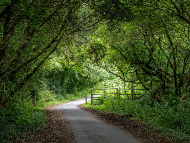 istock UK country lane in August. Tarka Trail, Devon. 1268270999