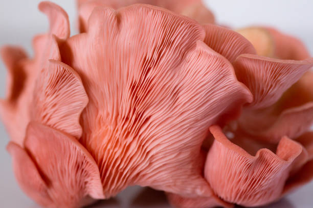 istock Pink Oyster Mushroom cluster close up 1268271101