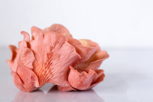 istock Pink Oyster Mushroom cluster on white 1268271159