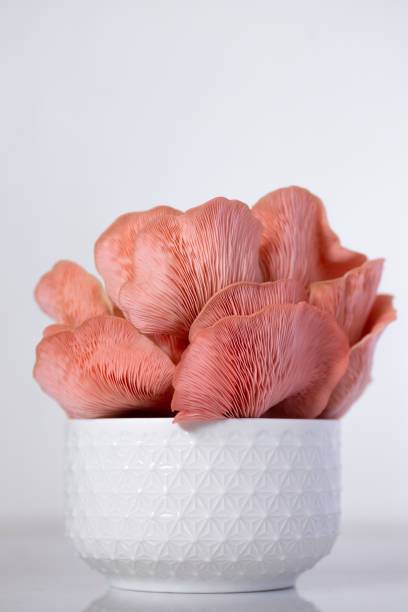 istock Pink Oyster Mushroom cluster in a white bowl 1268271819