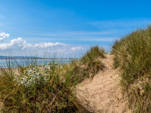 Sea holly and sand dunes near Crow Point, North Devon, UK.